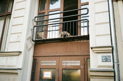 Free Dog Lying Down on Balcony Stock Photo