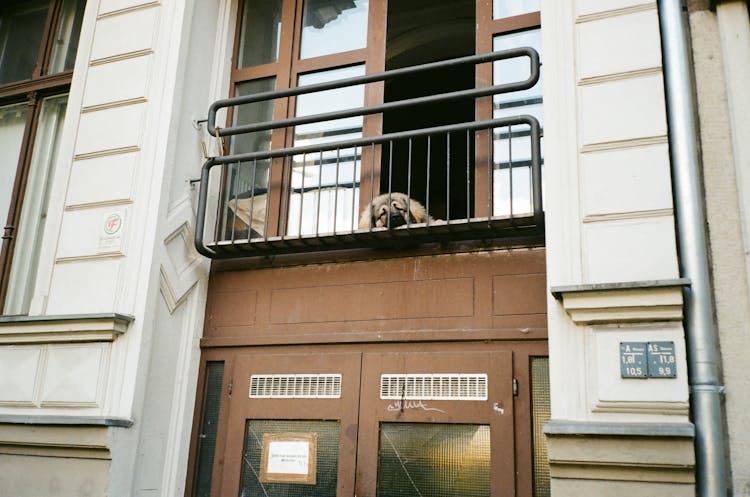 Dog Lying Down On Balcony