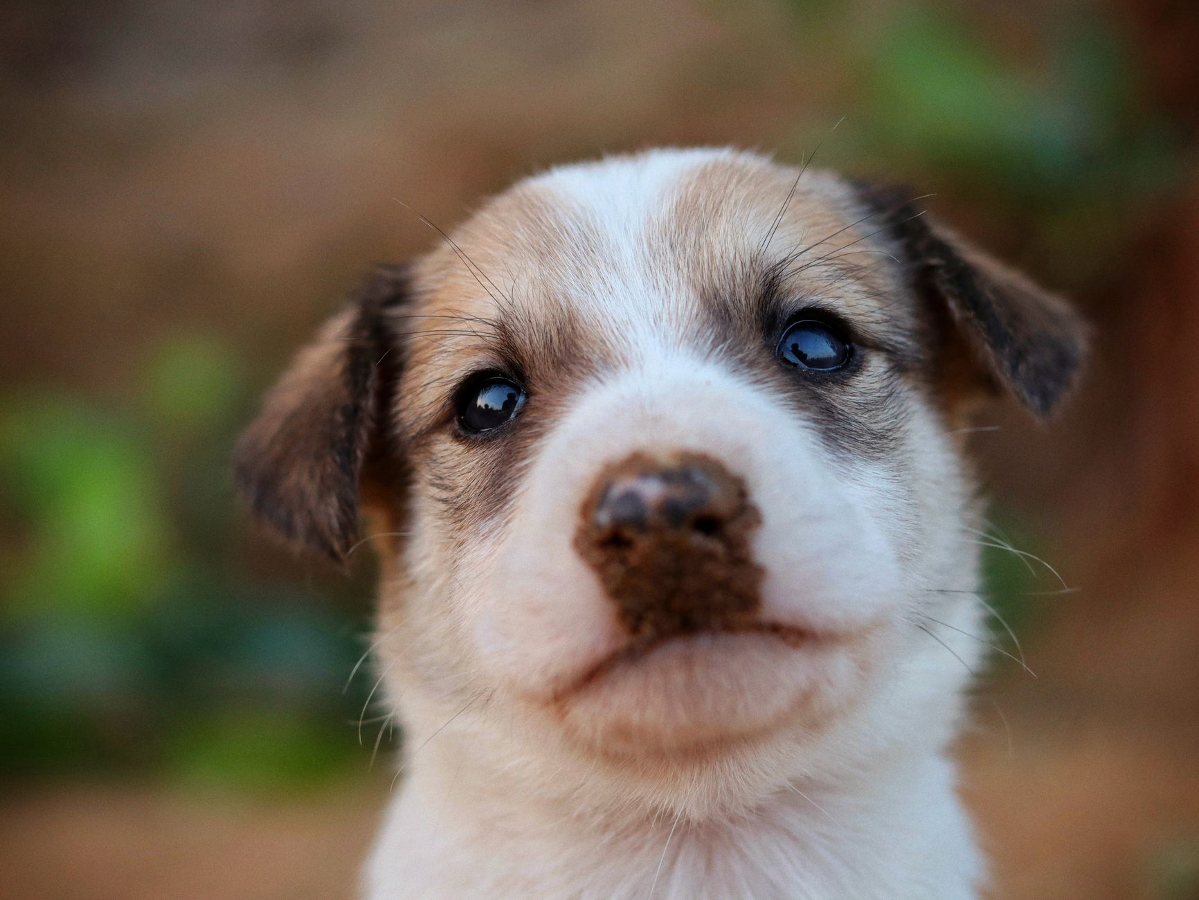 Healthcare and wellness consultation for a dog