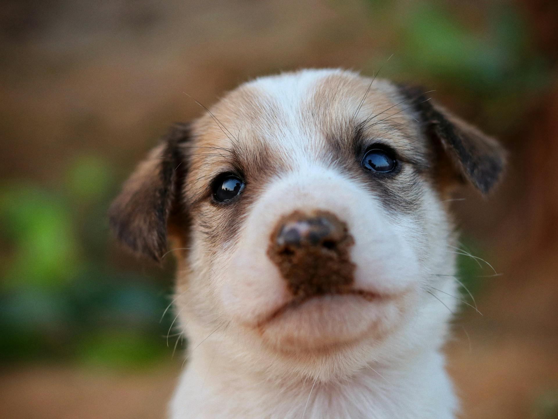 Cute puppy with a muddy snout looking directly at the camera outdoors.