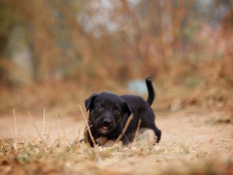 Cute black puppy lying on sandy ground with blurred natural background, creating a warm and playful scene.