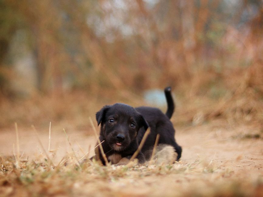 Cute black puppy lying on sandy ground with blurred natural background, creating a warm and playful scene.