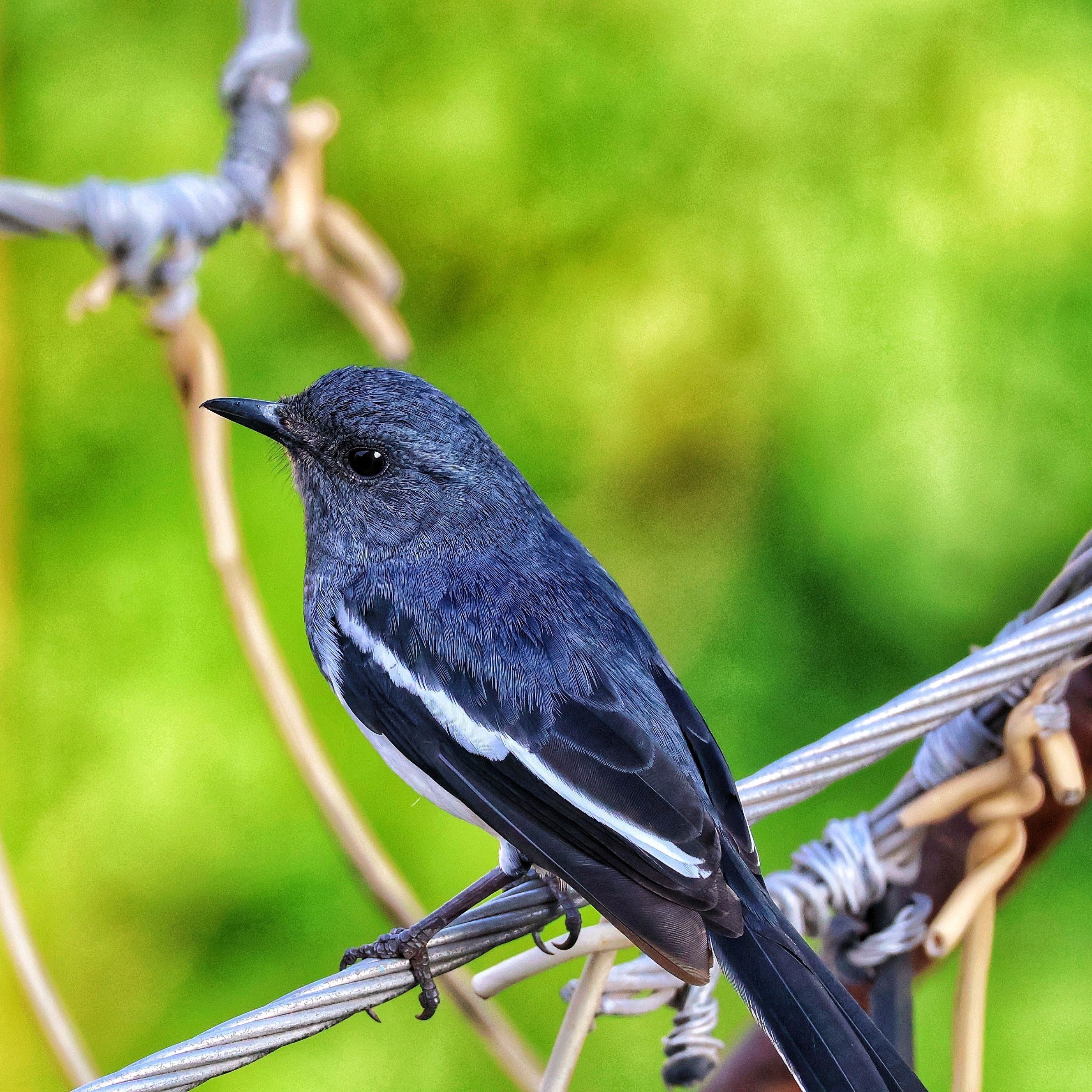 A detailed photo of a black-and-white bird sitting on a wire against a blurred green background.