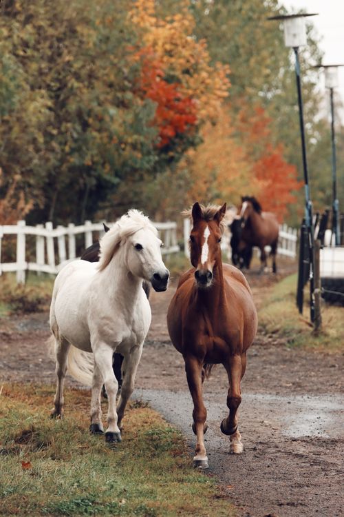 Free A serene autumn scene of white and brown horses walking on a rural path in Sweden's countryside. Stock Photo
