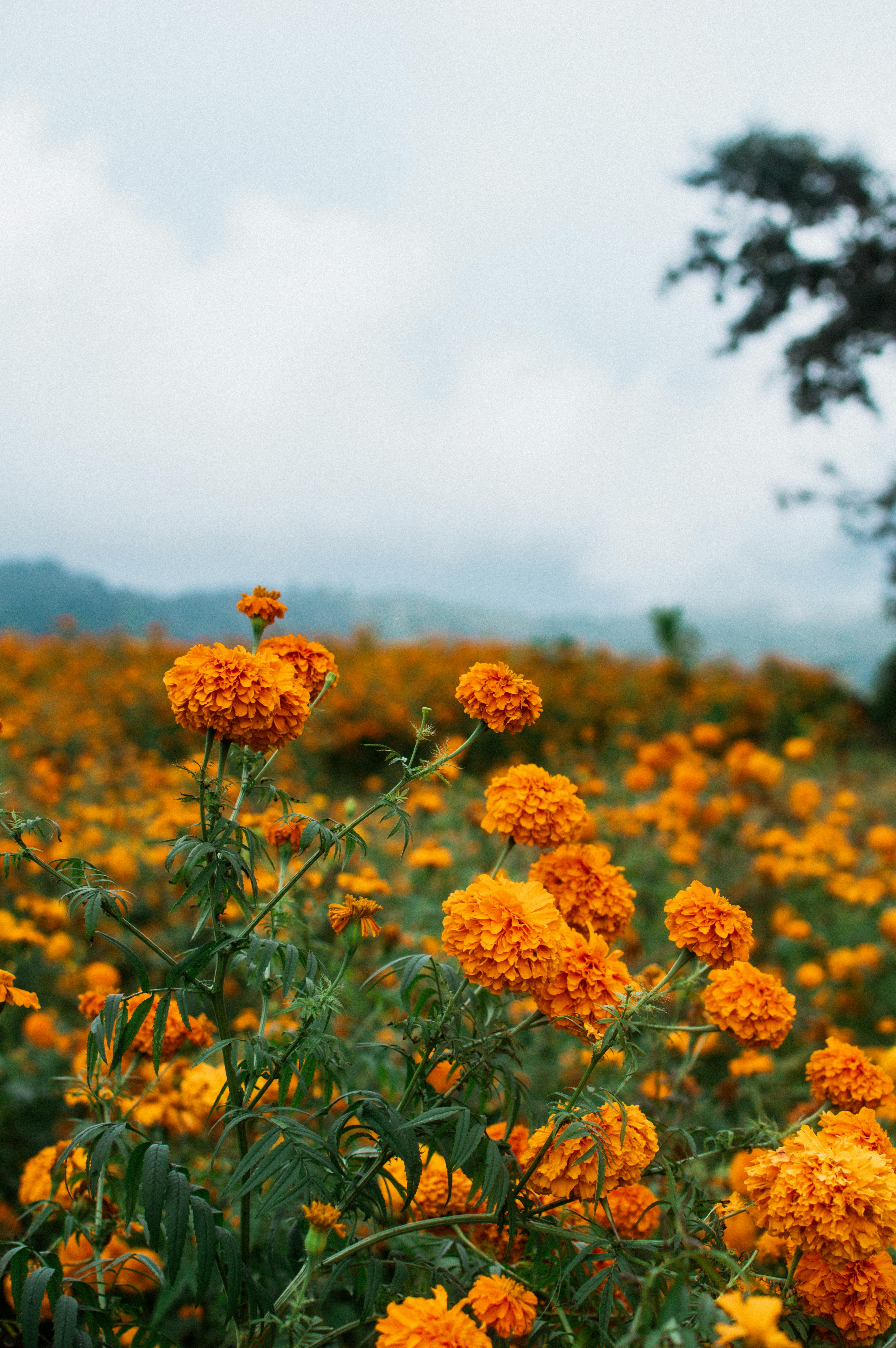 A serene view of blooming marigold flowers in a field, capturing the spirit of Mexican autumn.