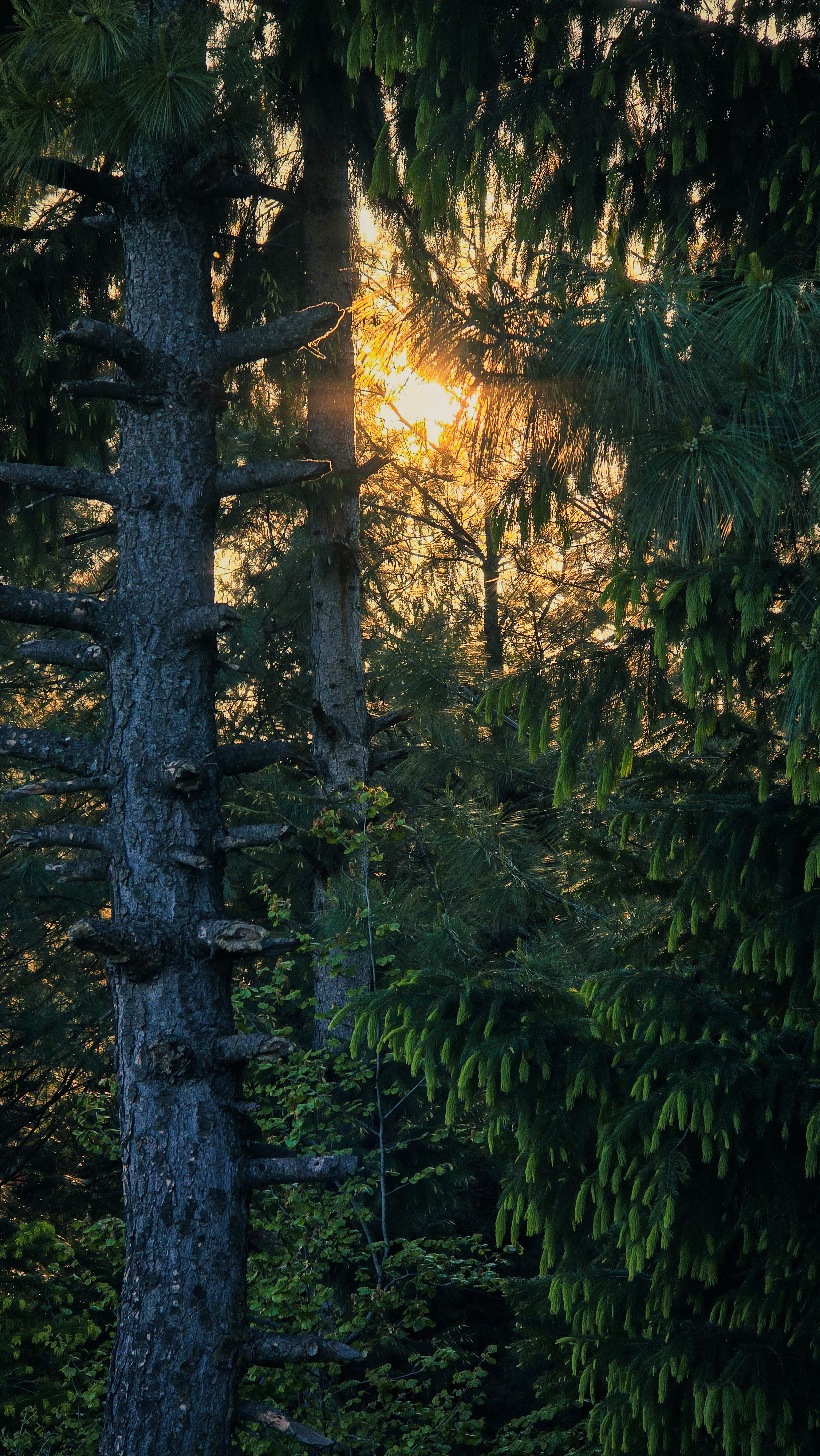 Serene Forest Sunrise Through Pine Trees · Free Stock Photo