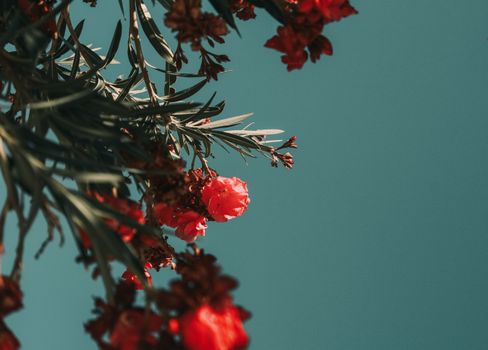 Striking image of red oleander flowers contrasting a clear blue sky in Pedro Meoqui, Mexico.