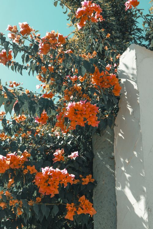 Free Colorful bougainvillea flowers cascading down a rustic wall in Pedro Meoqui, Mexico. A perfect spring scene. Stock Photo