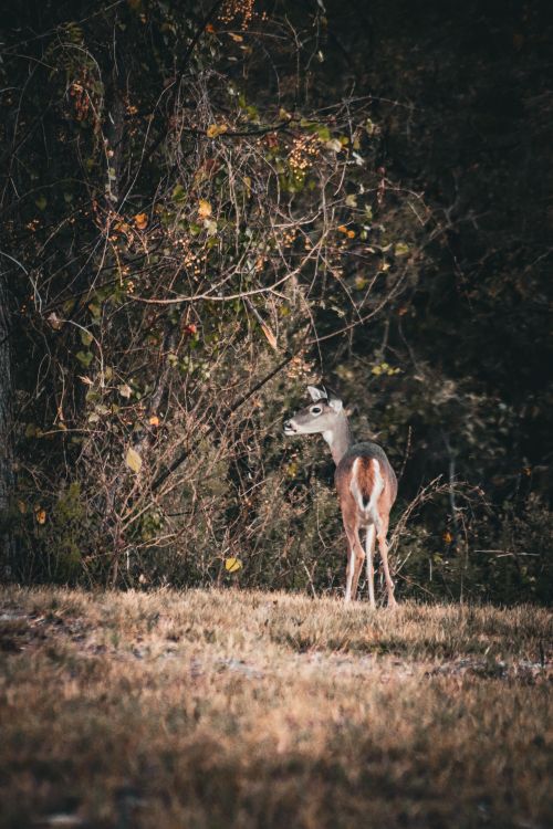 Free A lone deer stands amidst lush fall foliage in a serene forest environment. Stock Photo
