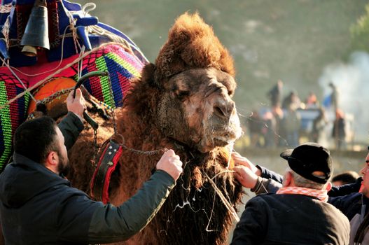 Camel festival in Lapseki, Türkiye showcasing cultural heritage and traditional practices.