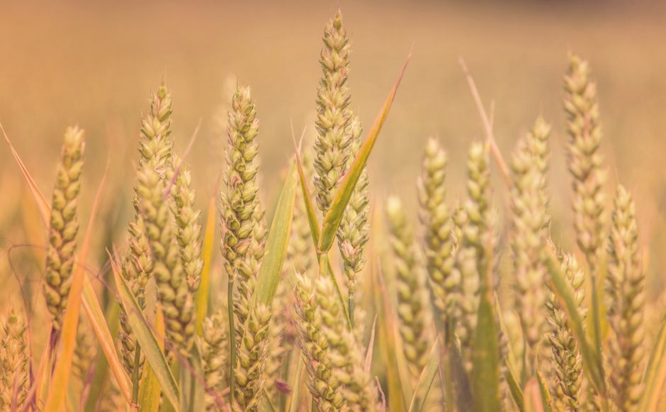 grain-free vs grain-inclusive dog food 2026