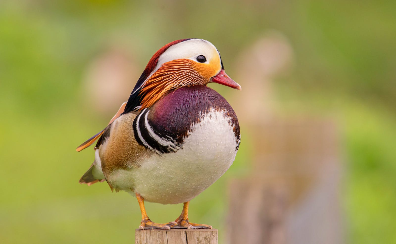 Mandarin Duck Photos, Download The BEST Free Mandarin Duck Stock Photos