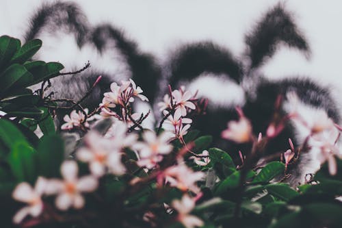 Foto Em Foco Raso De Flores Brancas