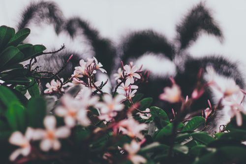 Free Photo of blooming frangipani flowers with palm tree silhouettes in Kolkata, India. Stock Photo