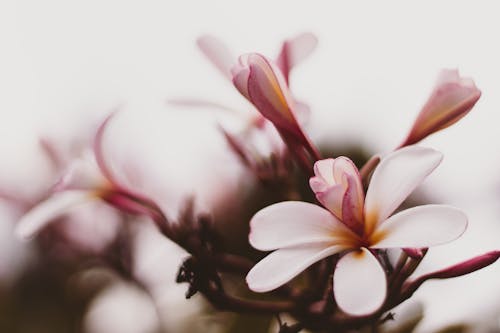 Beyaz Taç Yapraklı çiçeklerin Yakın çekim Fotoğrafı
