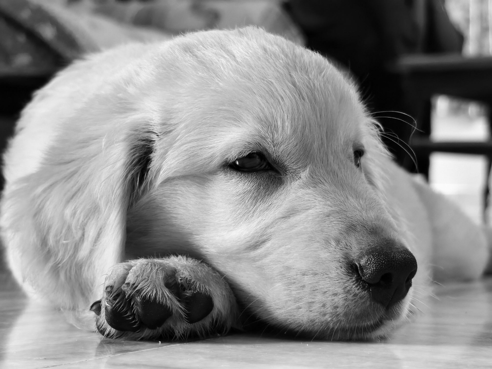 dog