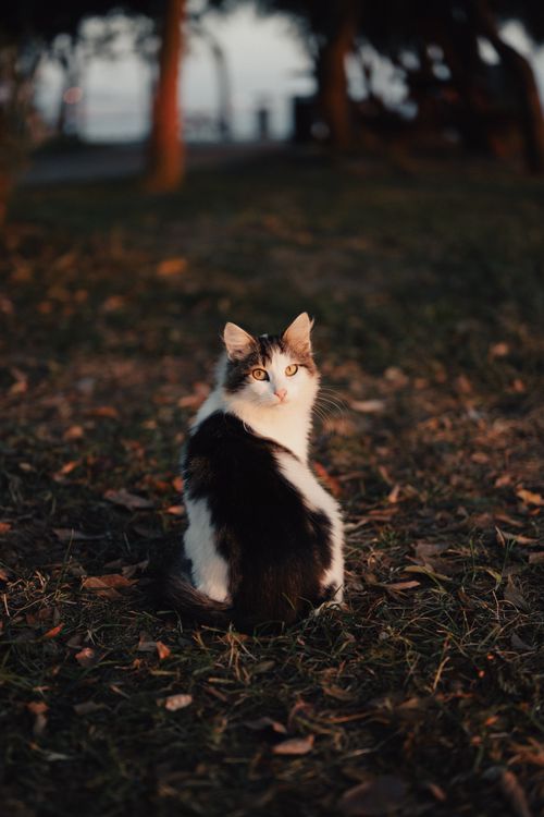 Free A moody portrait of a street cat sitting in an Istanbul park during sunset. Stock Photo