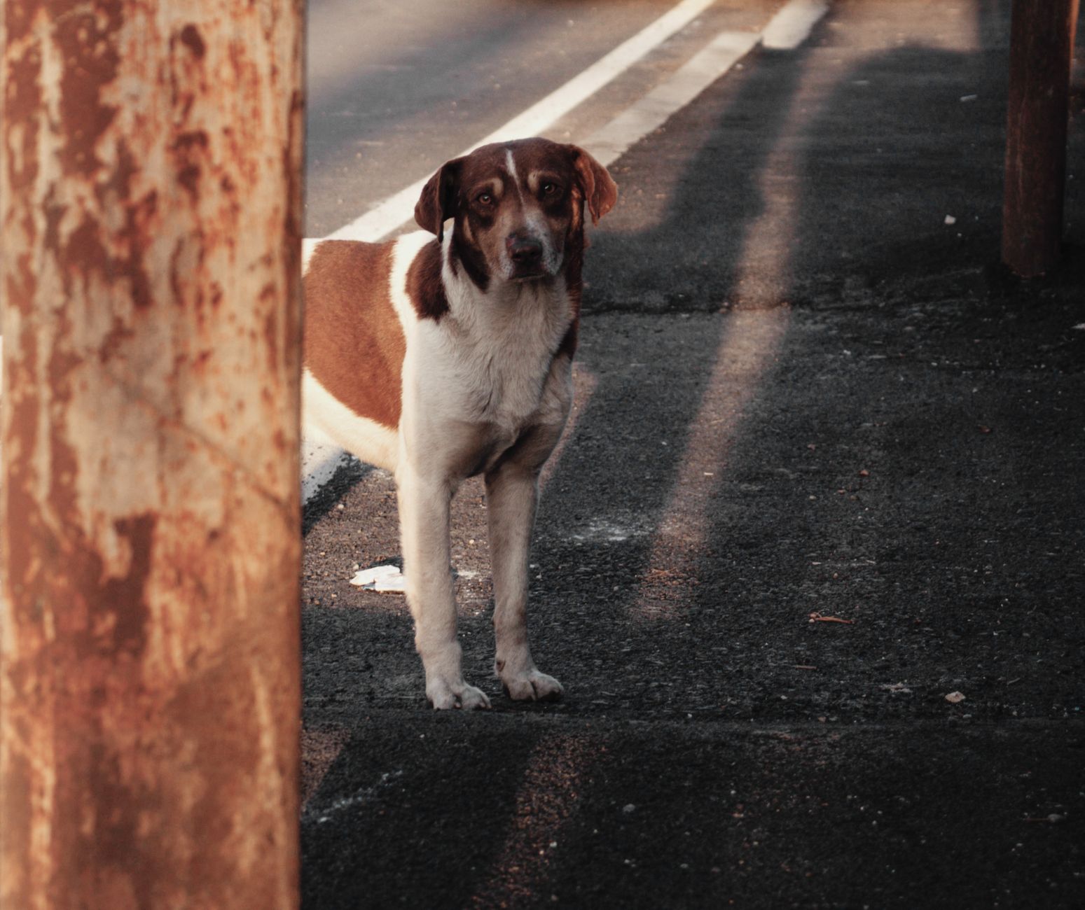 Portrait of a dog at a veterinary clinic