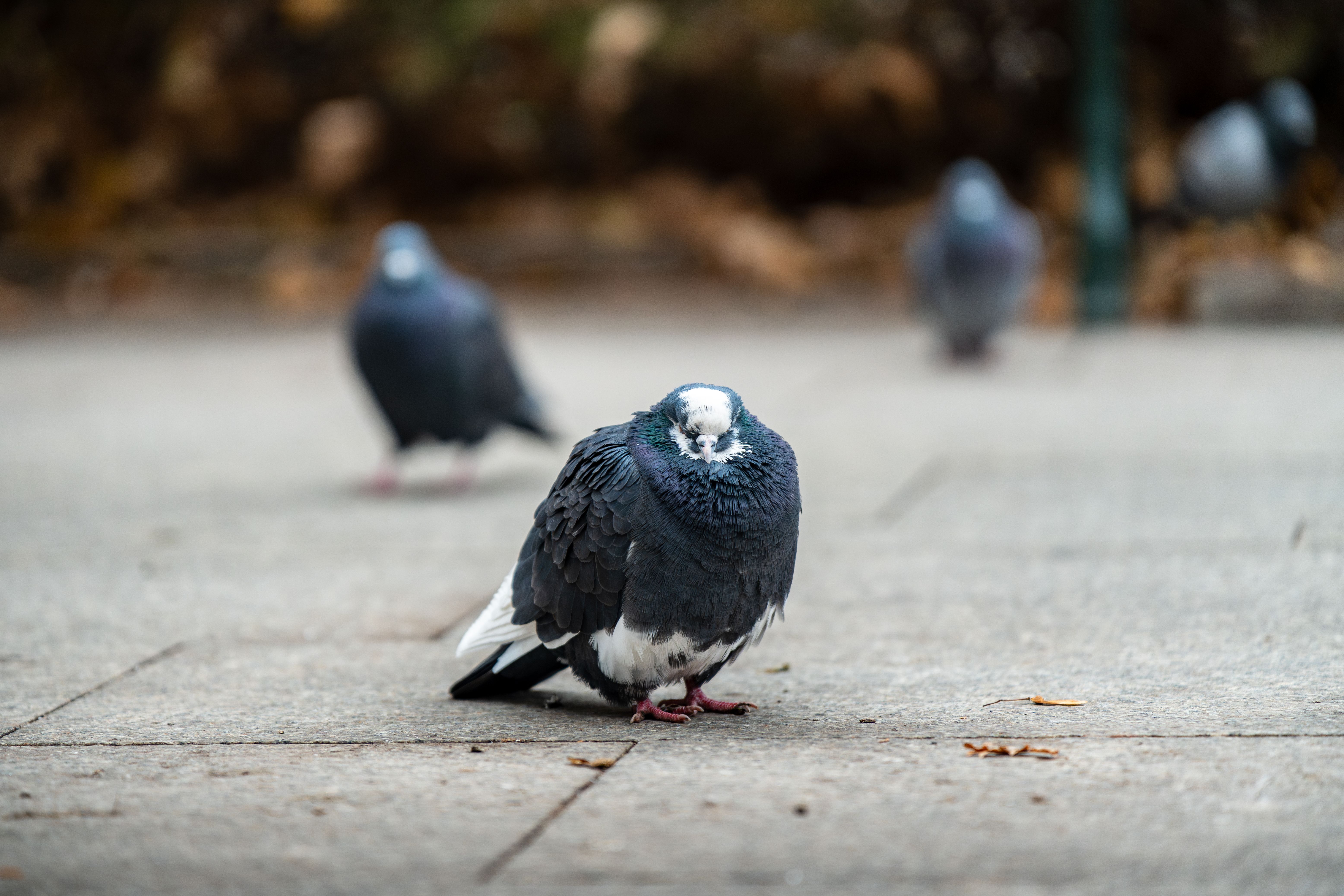 Do birds get disoriented? - The Institute for Environmental Research ...