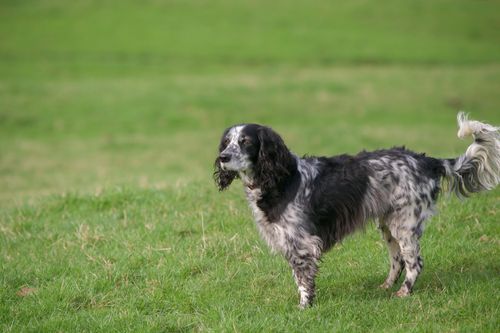 Free An English Setter stands elegantly in a vibrant green field, enjoying the outdoors. Stock Photo