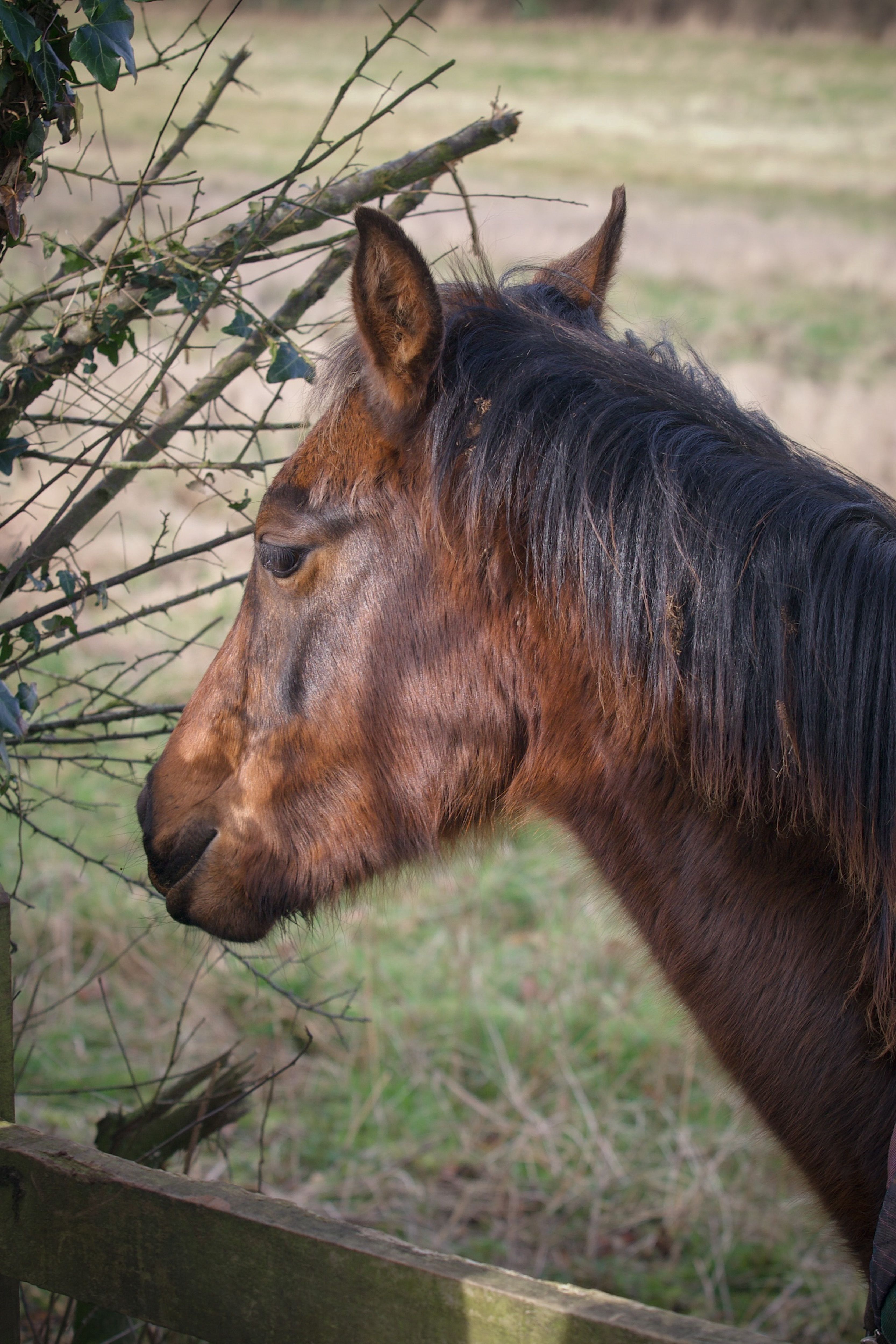 Majestic Brown Horse in Bristol Countryside · Free Stock Photo