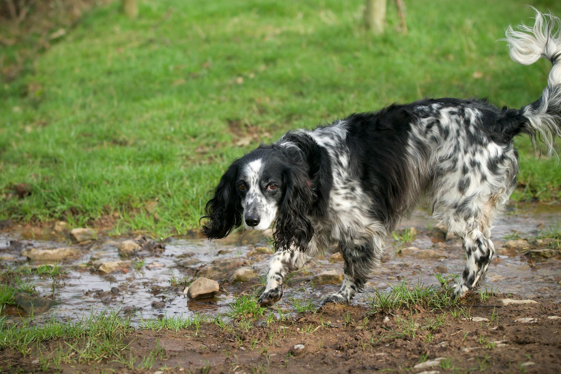 Un Springer Spaniel anglais noir et blanc se promène dans un parc vert.