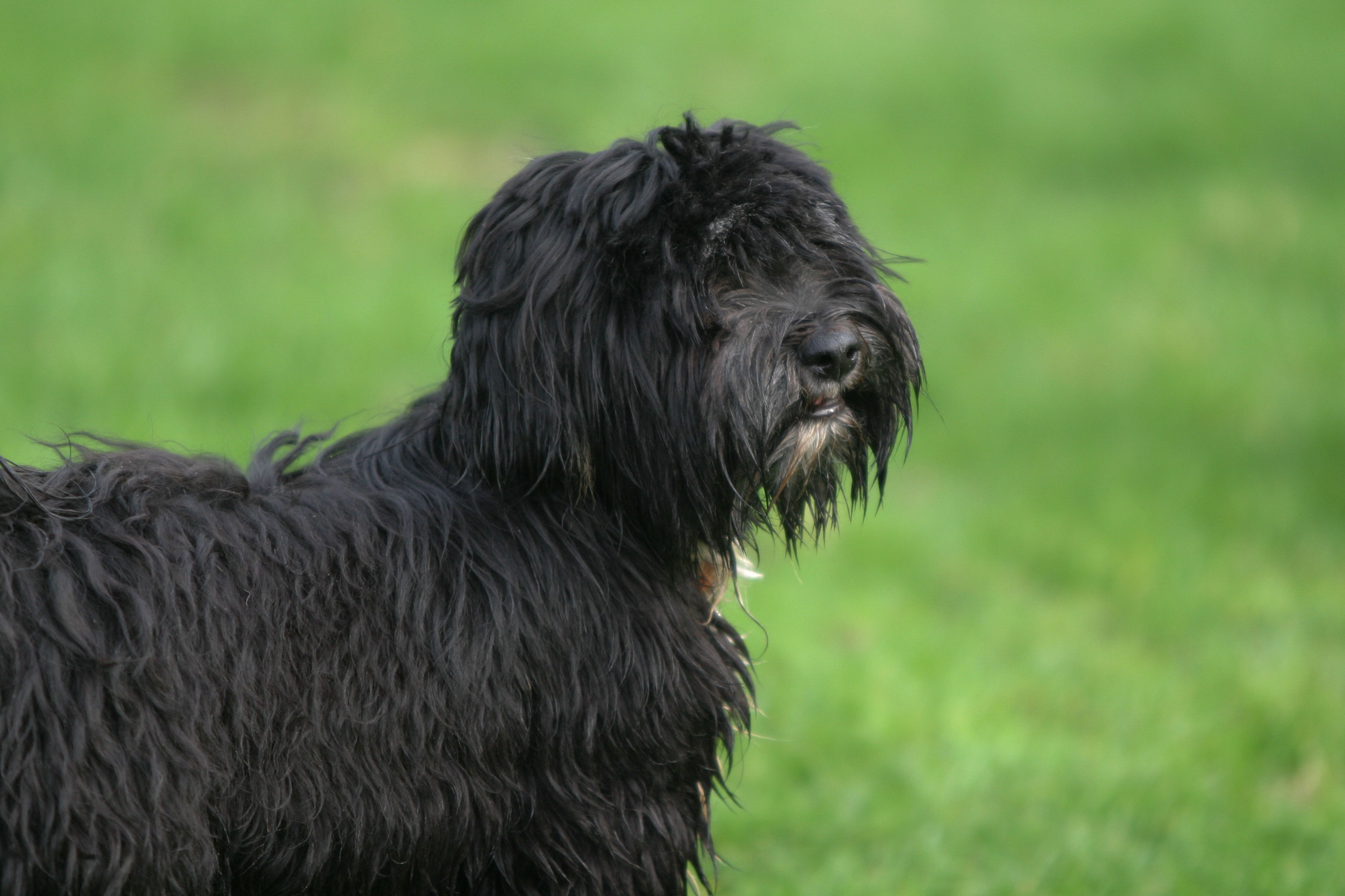 A furry black dog stands alert on a green lawn, captured in a Bristol park.