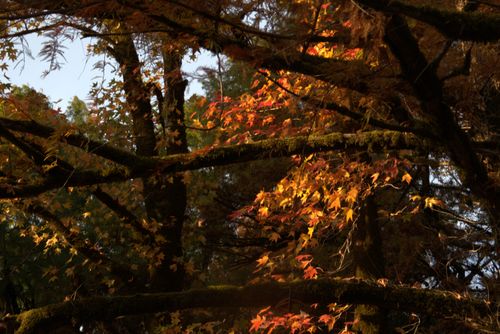 Free autumn Stock Photo