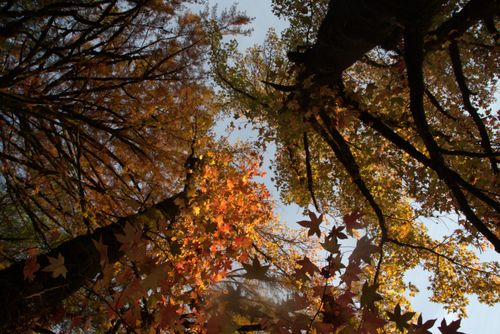 Free autumn Stock Photo