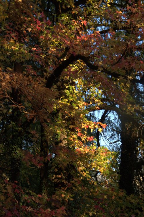 Free autumn Stock Photo
