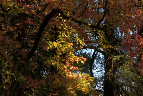 Free autumn Stock Photo