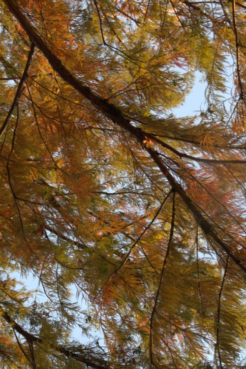Free autumn Stock Photo