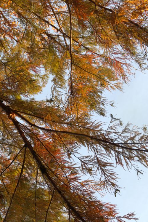 Free autumn Stock Photo