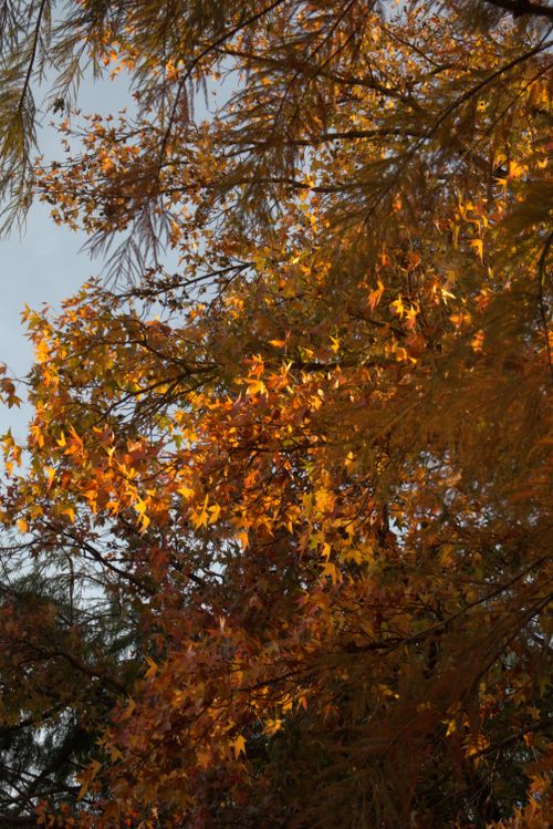 Free autumn Stock Photo