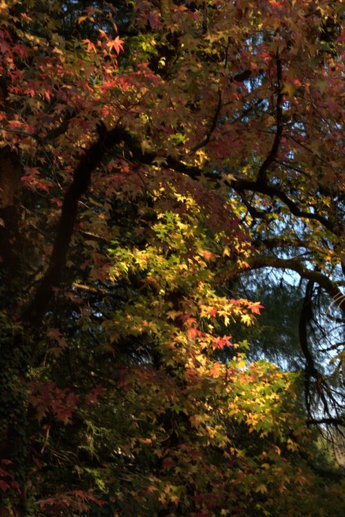 Free autumn Stock Photo