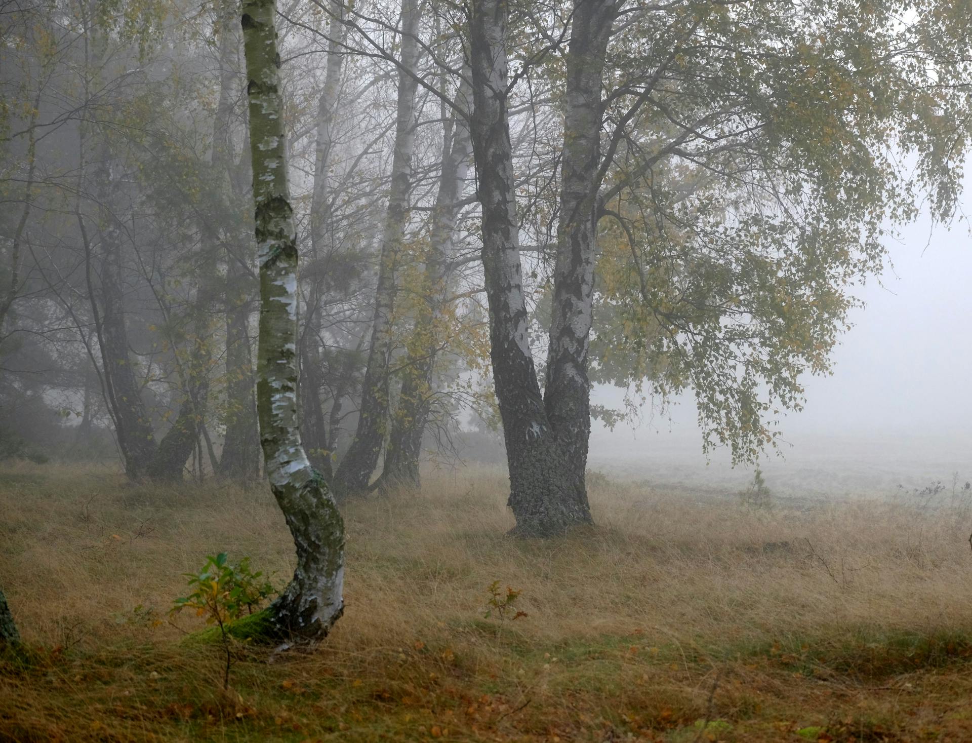 A serene view of birch trees in a foggy forest clearing during autumn.