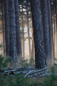 A serene pine forest with morning mist and soft light filtering through the trees.