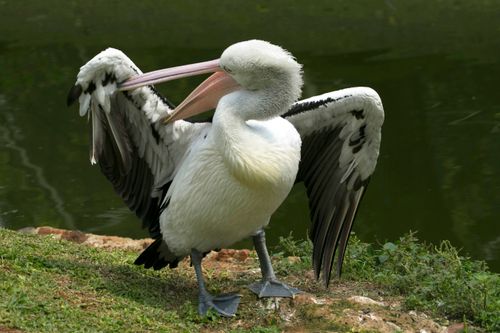 Free Australian Pelican preening its feathers by a calm lake in a natural setting. Stock Photo