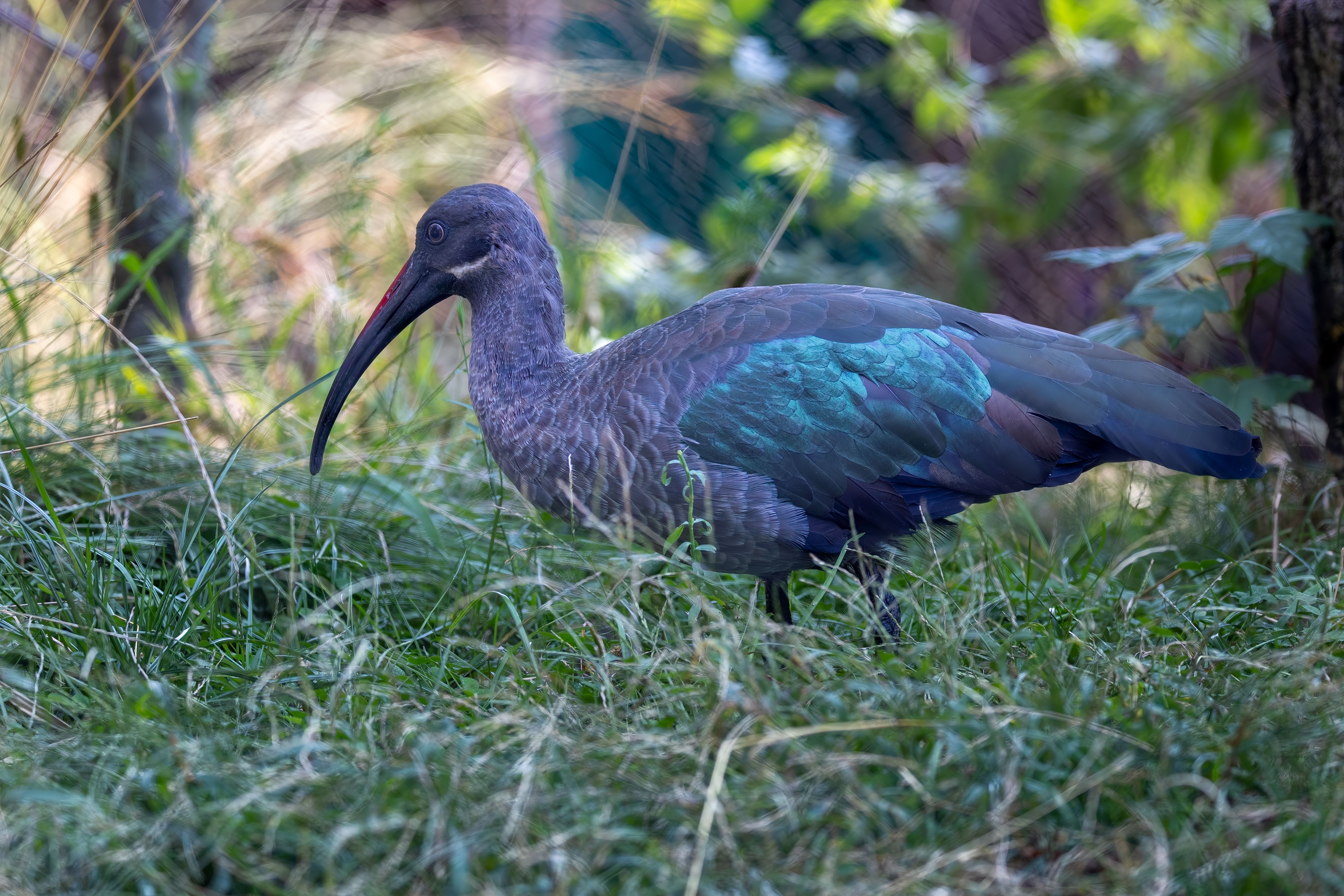 A stunning Hadada Ibis walking gracefully through lush green grass.