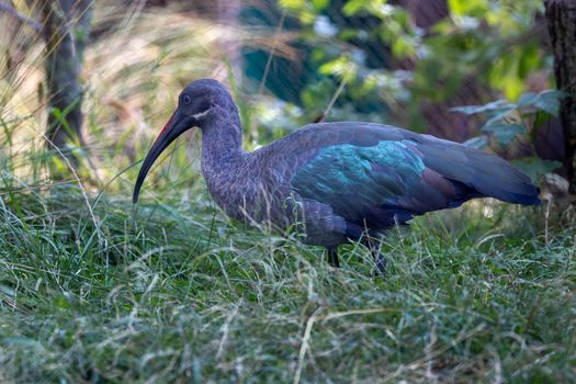 A stunning Hadada Ibis walking gracefully through lush green grass.