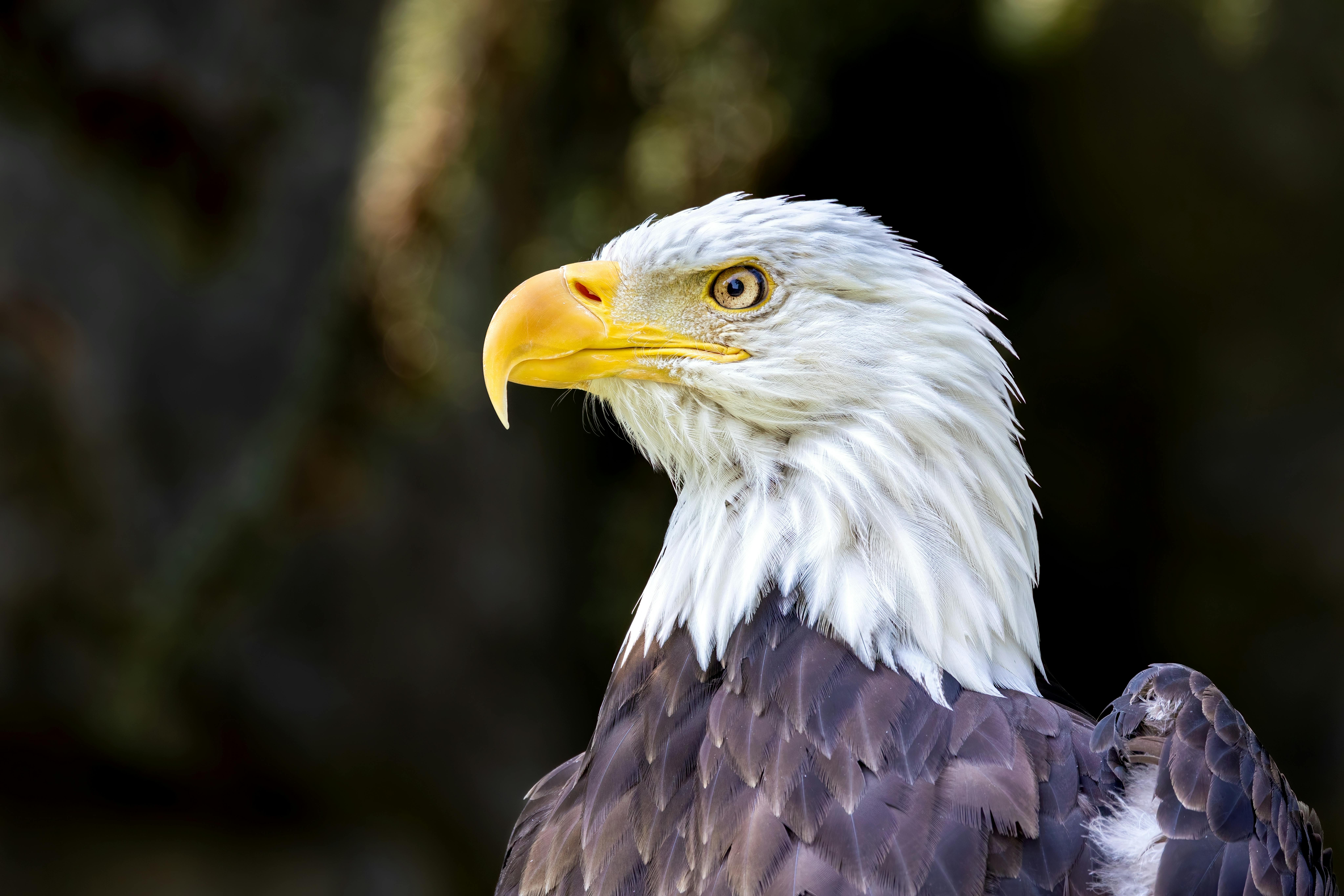 American Eagle Photo · Foto profissional gratuita
