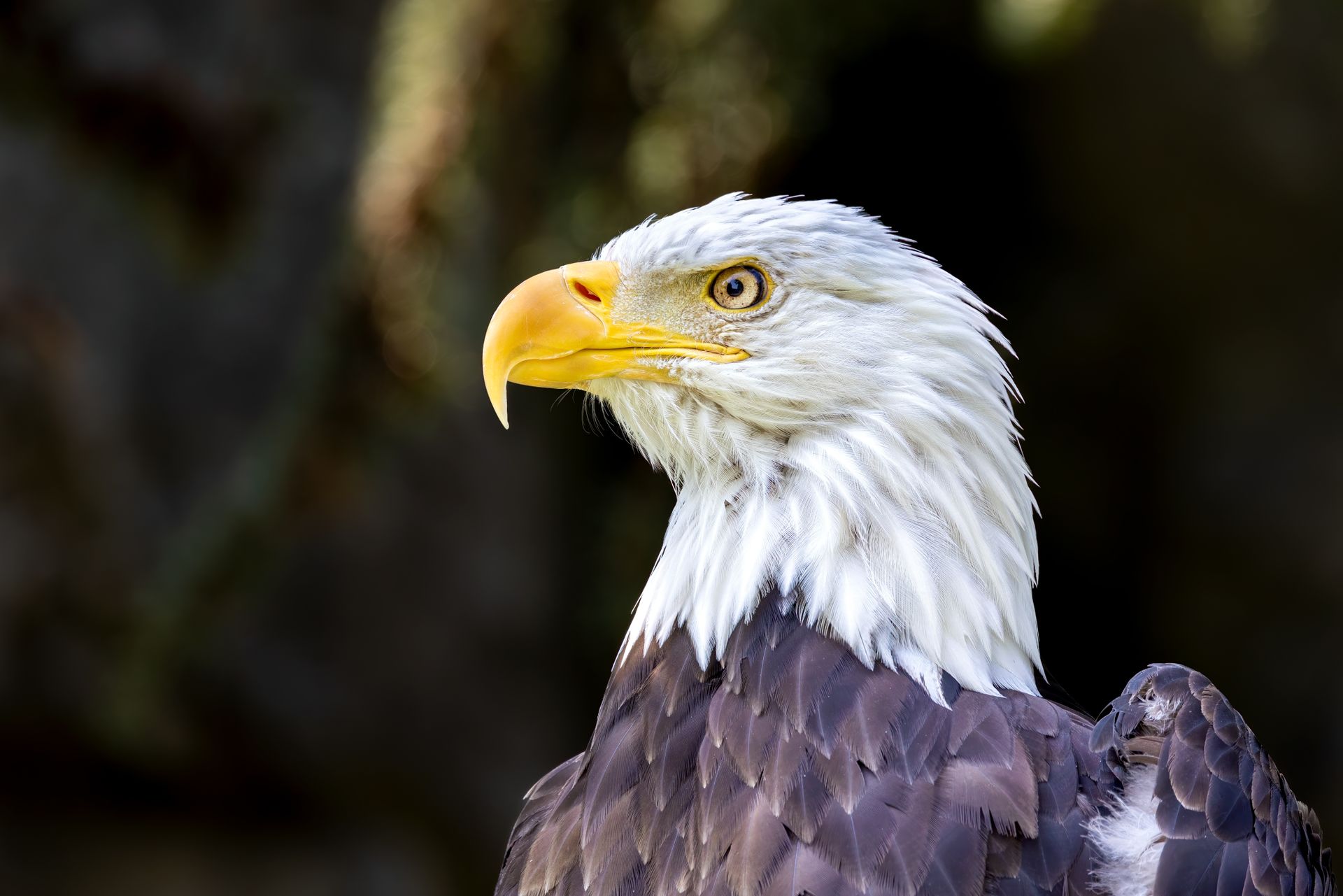 Detailed image of a bald eagle highlighting its sharp gaze and feathers.