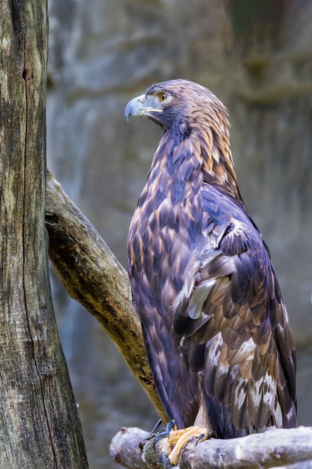 Majestic Golden Eagle Perched on a Branch · Free Stock Photo