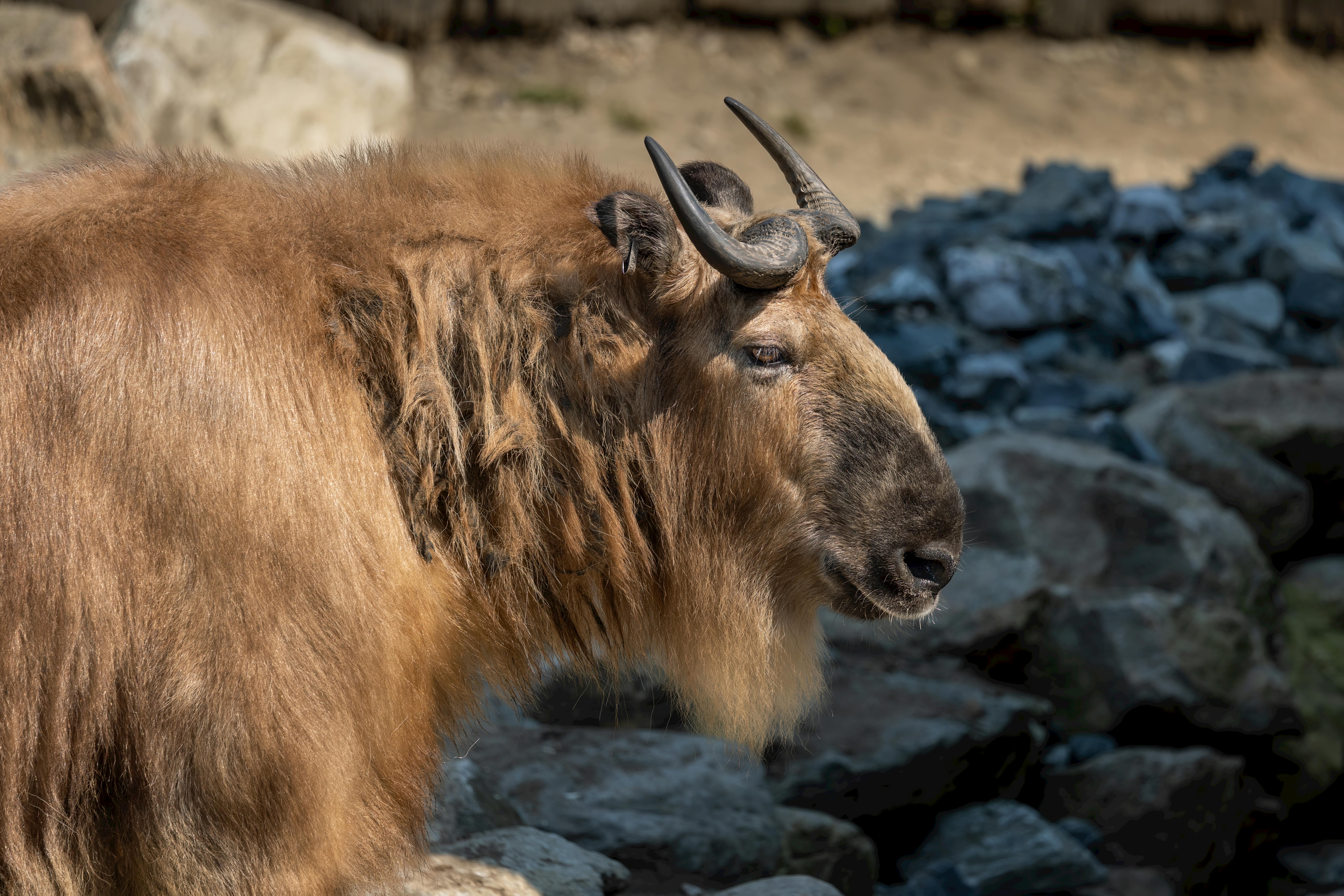 grátis Retrato em close-up de um Takin de Sichuan em seu habitat natural, destacando suas características e pelo únicos. Foto profissional