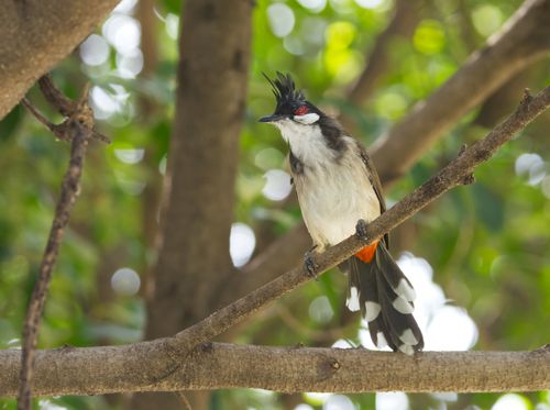 Free Red-whiskered Bulbul perched on a leafy tree branch in Dongguan, China. Stock Photo