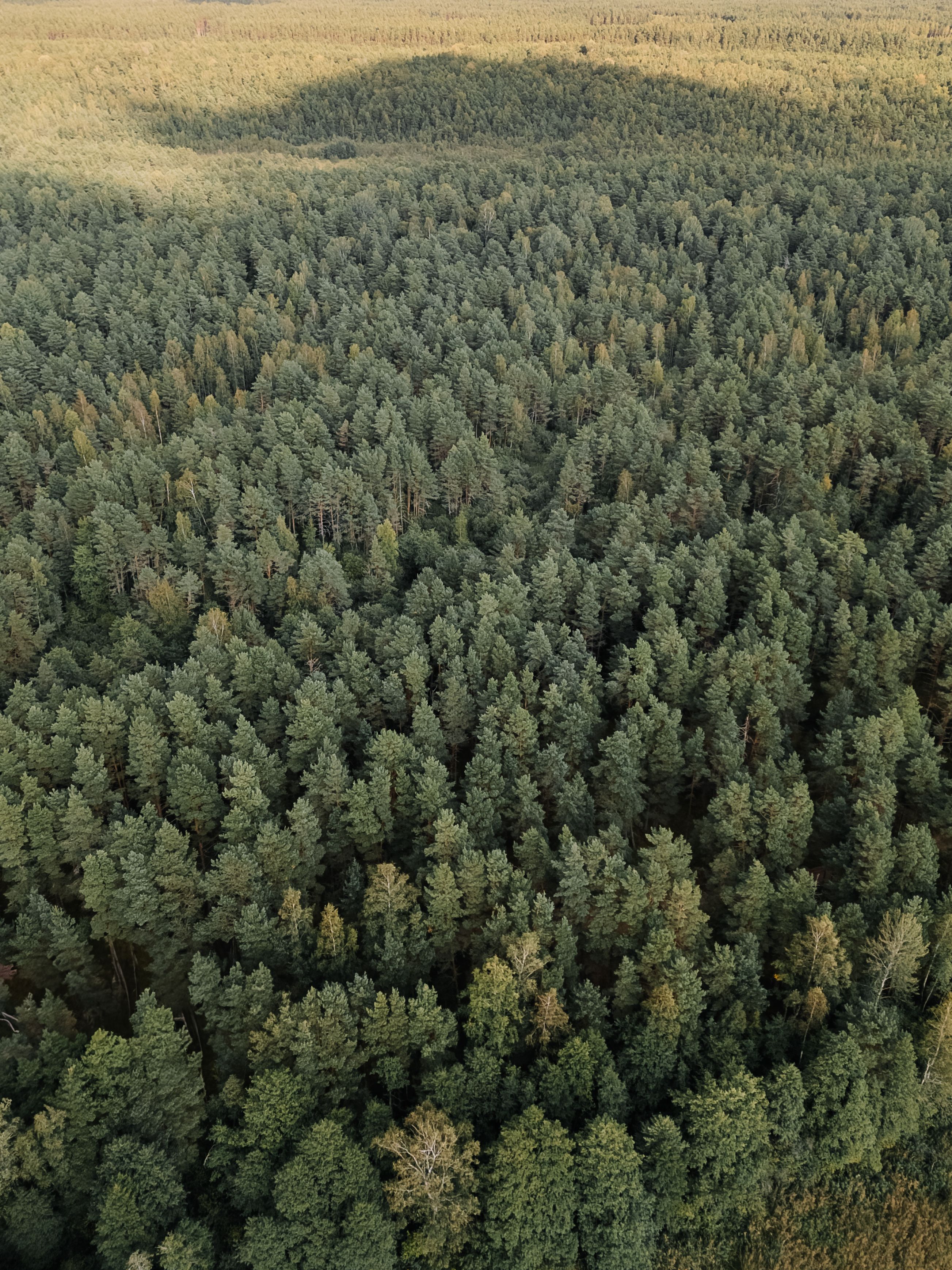 Aerial drone view of dense forest canopy before large-scale clearing