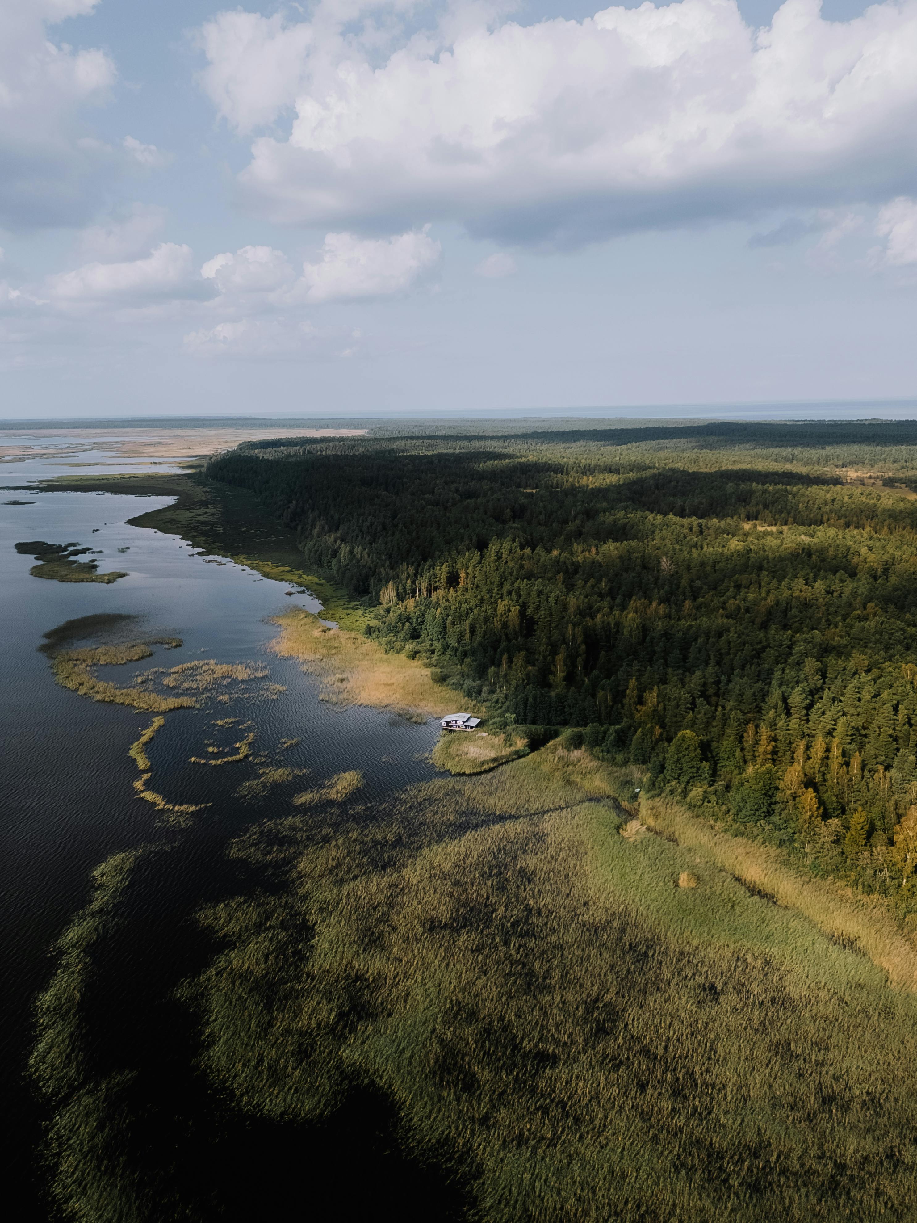 aerial view of lush green forest by the lake