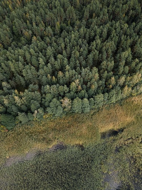 Free Aerial shot of dense forest and wetland in Latvia, showcasing natural greenery. Stock Photo