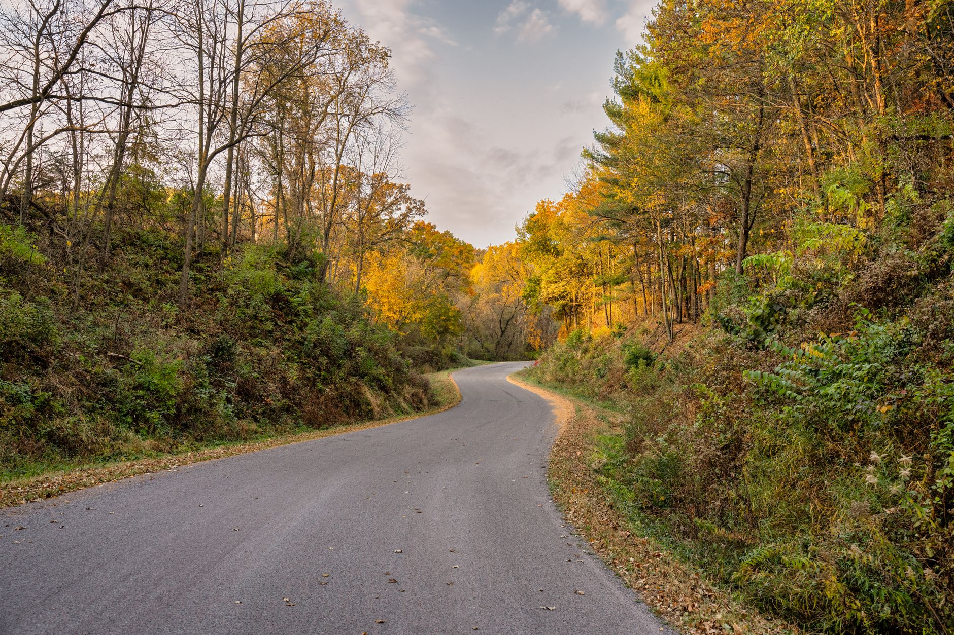 Two-lane road winding through Robertson County farmland