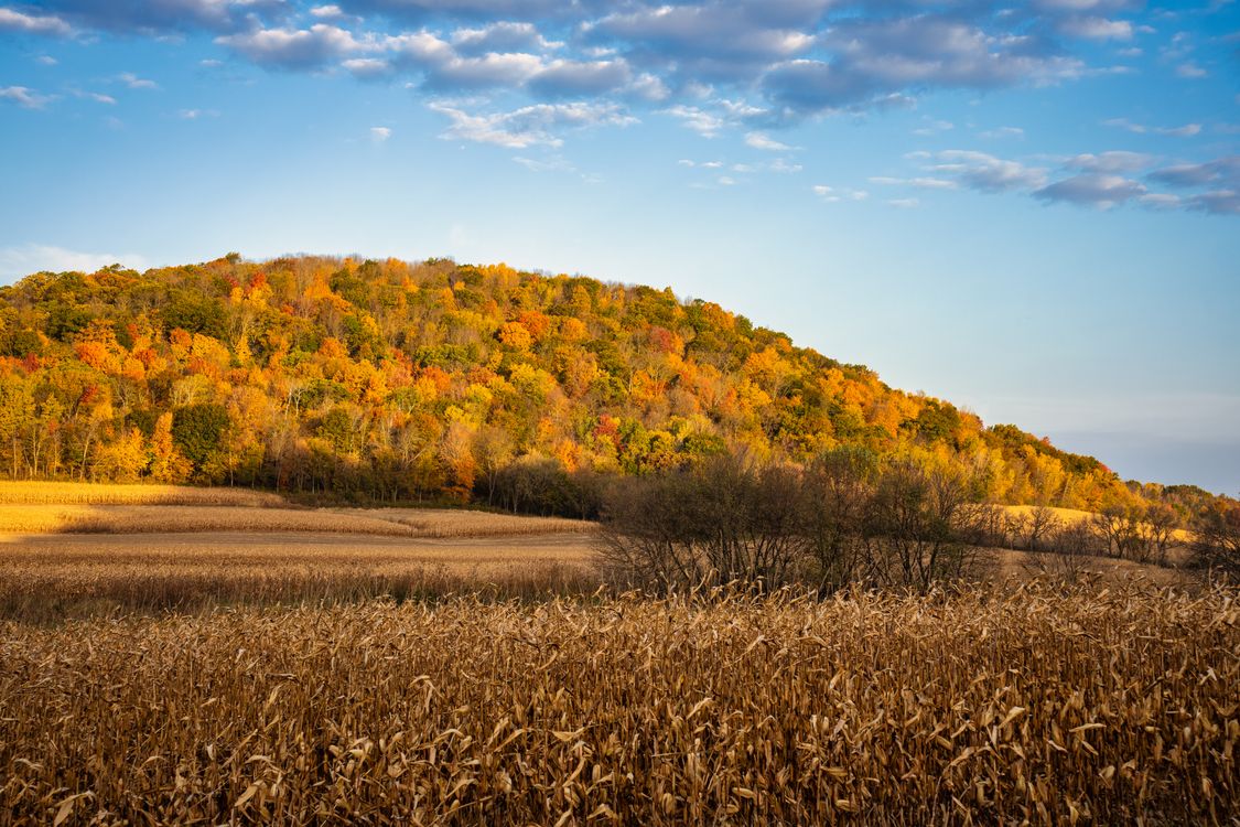 Wisconsin Fall Countryside Autumn Foliage and Corn Field in Wisconsin · Free Stock Photo